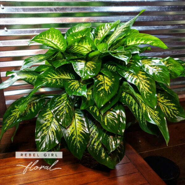 Dieffenbachia Compacta Plant placed in a Woven Basket