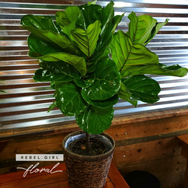 Fiddle Leaf Fig Plant in a Woven Basket