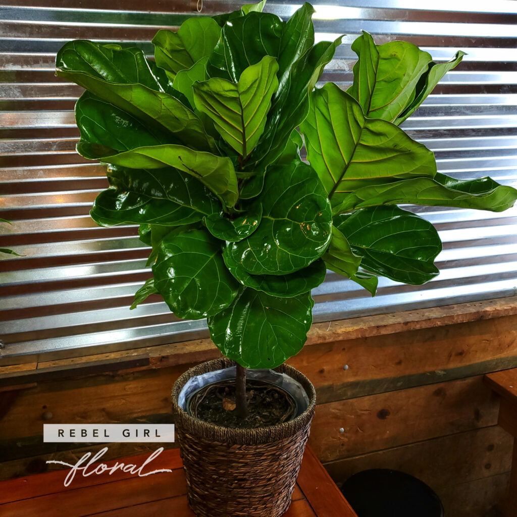 Fiddle Leaf Fig Fiddle Leaf Fig Plant in a Woven Basket