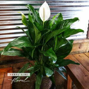 Peace Lily Flowering Plant