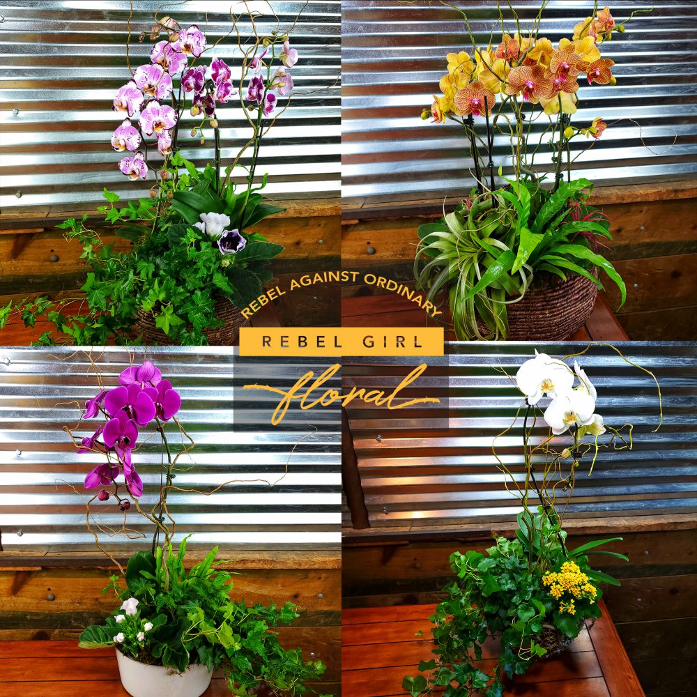 Orchid Garden with ivy and curly willow Orchid Garden with ivy and curly willow