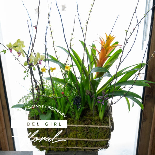 Bromeliad Garden Basket - Vibrant bromeliads and green plants in a decorative basket