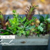 Succulent Garden in a wooden rectangular centerpiece container