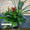 Bromeliad Garden Basket with Ivy and Blooming Accents, expertly arranged by Rebel Girl Floral